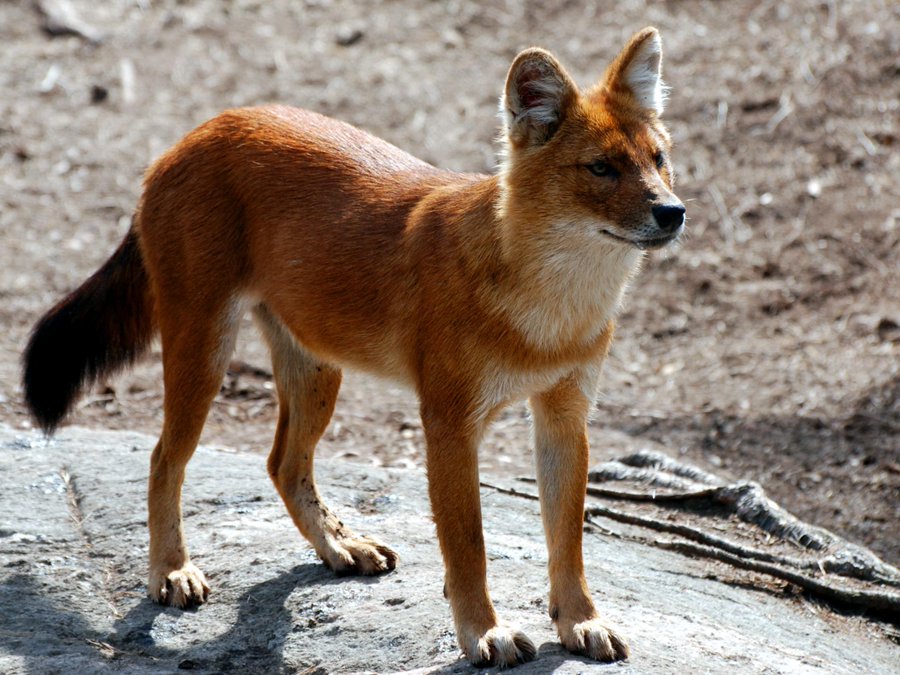 野生の犬のドールって何だ 絶滅の危機 別名アカオオカミ Hotdog ミニチュアダックスフンドブログ