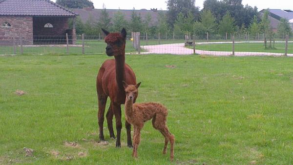 Hollandershoeve's tweet photo. Een jonge alpaca geboren @Hollandershoeve #reusel http://t.co/wslDTAChHw
