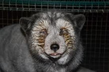 Чернобурая лисица звероферма. Пушная хищница. Пушная хищница. Соболь норка куница. Сибирская норка животное.