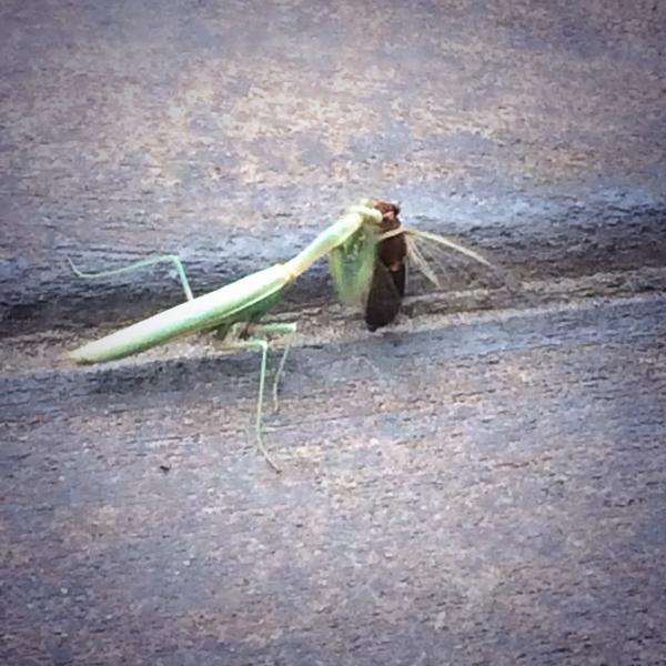 OneAndOnlyStine's tweet photo. The battle is real in the desert! #wg14 #fightclub http://t.co/88VIaHZwyT
