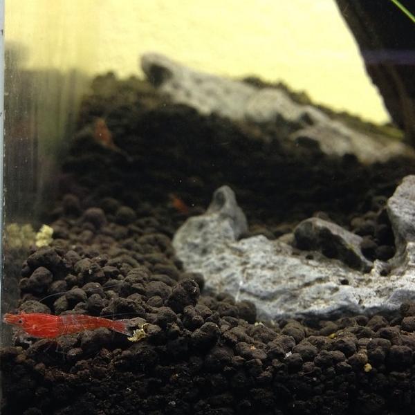 Akvaristan's tweet photo. #akvaristan #aquarium #akvaryum #aquarien lil homie chillin. thanks @kenrc51 for the homies! #supremered #shrimp ... http://t.co/QGQgPYZnAQ