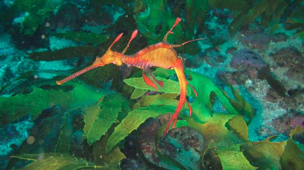 Great Shot Ian Hunter took last Sunday at Blue Fish Point  #weedyseadragon  #scubadiving #scuba