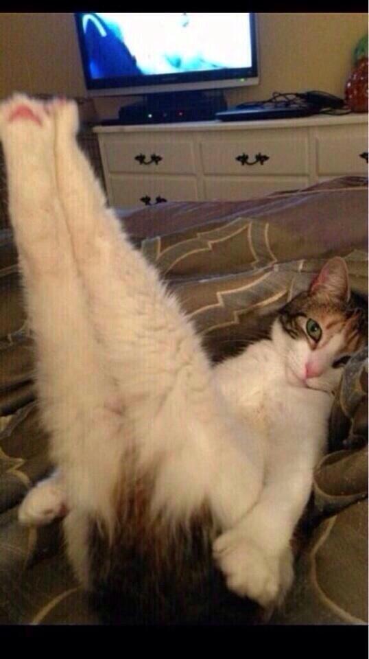 "<a href="/awkwardposts/">AwkwardPosts</a>: girls after shaving their legs be like " @simonesmalb235