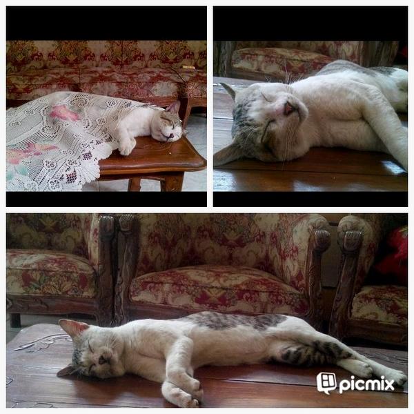 Ndaa_faradila's tweet image. @ForKucing miminn kucing aq seneng bgt tidur di.atas mejaa hehehee
