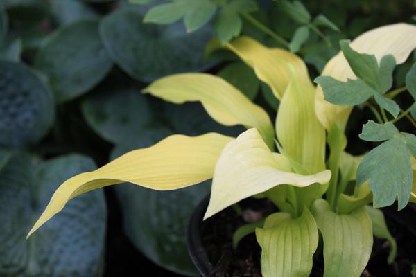 Bought Dancing Queen for a colleague, but boy oh boy... it sure looks pretty in my garden! ;) #hostas #gardenchat