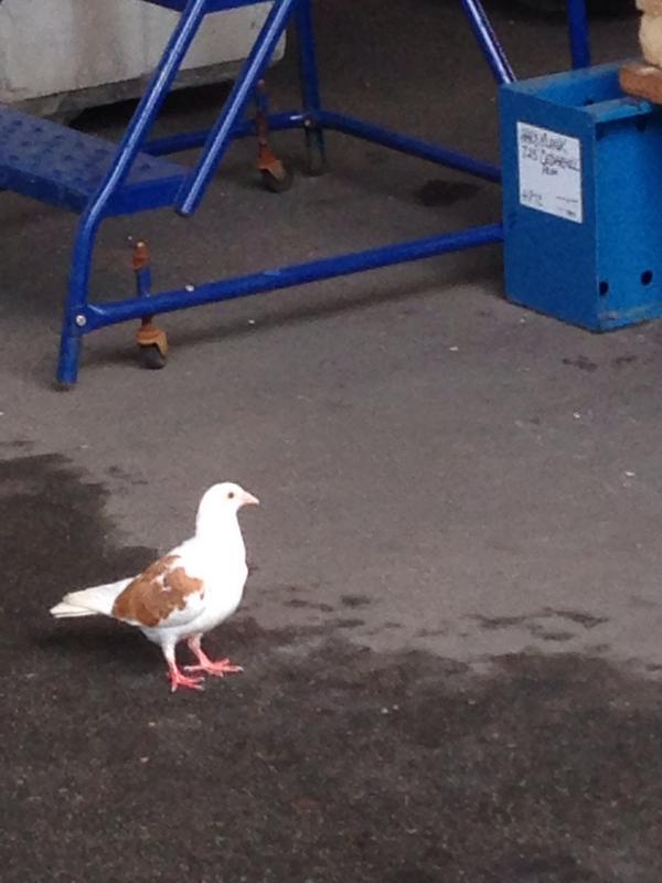 Craddsmattical's tweet image. #pokemon #rare #differentcolour threw a pokeball at it and it died