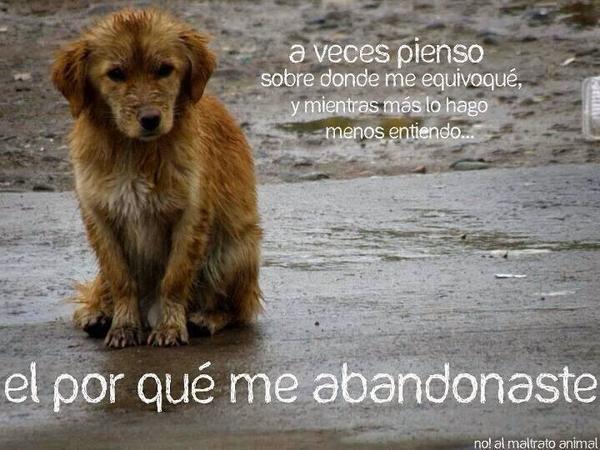 Ecogranjero's tweet photo. Este puede ser un gran fin de semana para adoptar al mejor amigo que puedas tener!! La adopción es la mejor opción! http://t.co/yLGsDRpYqg