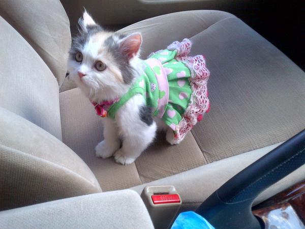cat  (@cuties_miaw) on Twitter photo 