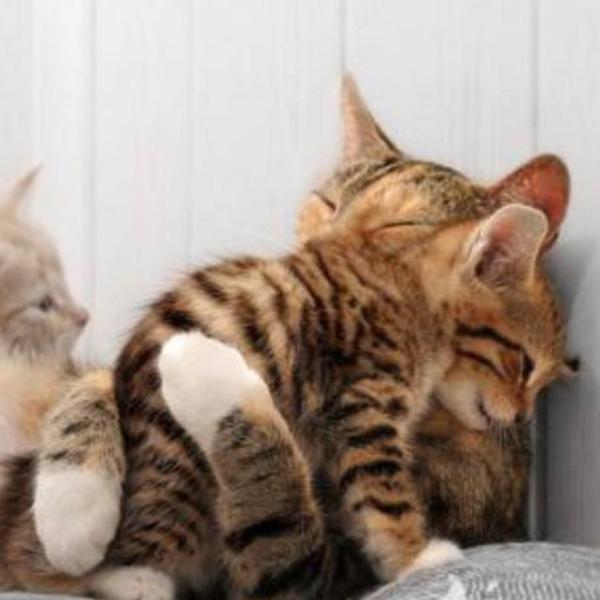 cat  (@cuties_miaw) on Twitter photo 
