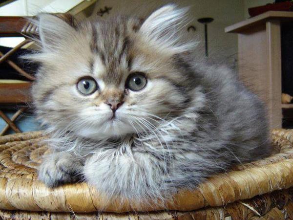 cat  (@cuties_miaw) on Twitter photo 