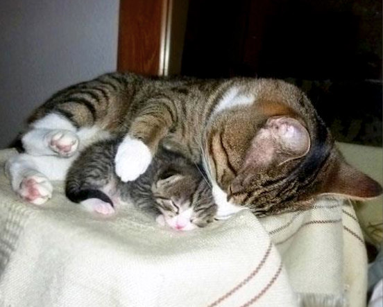 cat  (@cuties_miaw) on Twitter photo 