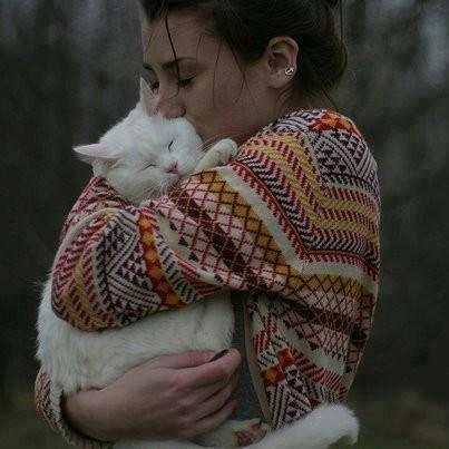 cat  (@cuties_miaw) on Twitter photo 