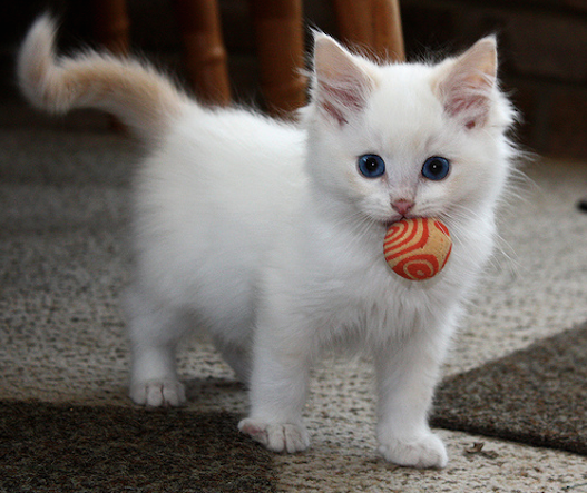 cat  (@cuties_miaw) on Twitter photo 