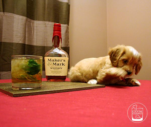 Cockabooze's tweet photo. Making a @MakersMark Whiskey Smash. Turns out muddling mint with paws doesn't work. Recipe: http://t.co/3sGU1so4Gf http://t.co/S1ZTPdhojC