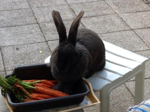 Lindaaa94x's tweet photo. Wat jammer nou, daar gaat het avondeten #dagworteltjes :) http://t.co/reBt1T7GVW