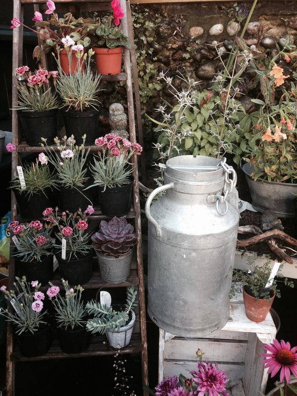 manderleyhome's tweet photo. New plants in stock at Manderley #shoreham http://t.co/RVDdsUndX6