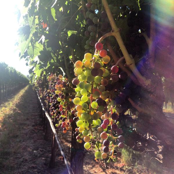 Veraison in the Deux Chevaux Vineyard #wine #grapes #Cabernet