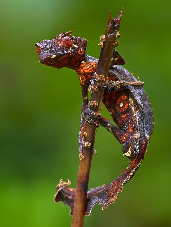 WIREDScience's tweet photo. Another species of satanic leaf-tailed gecko, in all its glory http://t.co/38BHHTYogU http://t.co/5jmp4WbaiV