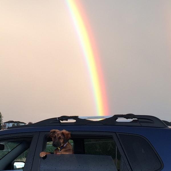 2sdaysWithRowdy's tweet photo. Where's my pot of gold?! http://t.co/jLfhqO5Gy5