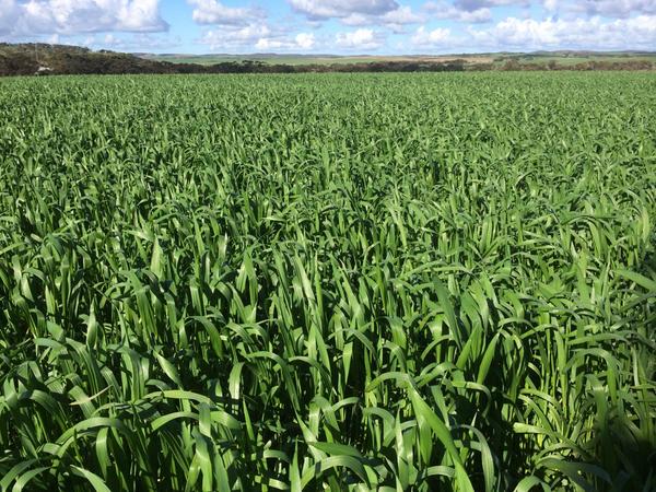 guinnipig's tweet image. @HaydnKuchel @jimandlara @AMadsnake i alsothought thisabout my #corack bit paler than mace. Very happy with crop tho