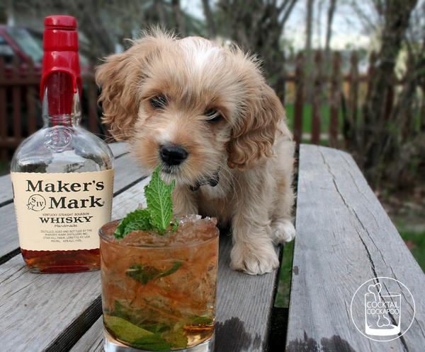 Cockabooze's tweet photo. @Distilld A new Whiskey app? *Paws quiver in anticipation* We have our first bottle ready to scan. http://t.co/IoMtYE9dLY