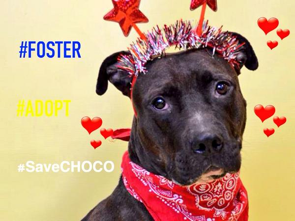 katharineknott's tweet photo. #SaveCHOCO 1YR #dog Euth List 7/26 NYCACC! Need #Angel 2 #life #ADOPT #FOSTER #LOVE #STOPACCMURDERS ACC POSTER MODEL! http://t.co/MbPAIyho4u