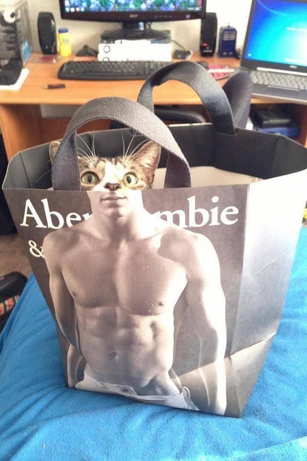 _QuiteFunny_'s tweet photo. Quite funny cat. http://t.co/HoGWkGTfiz