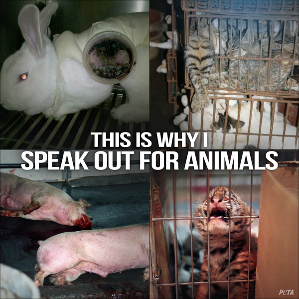 peta's tweet photo. #LifeWouldBeBetterIf people STOPPED ABUSING ANIMALS. 

RT if you agree! #NeverBeSilent http://t.co/VCFaA3lmgA