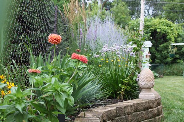 I think prime zinnia time in my garden is after it cools down &amp; the Japanese beetles leave.