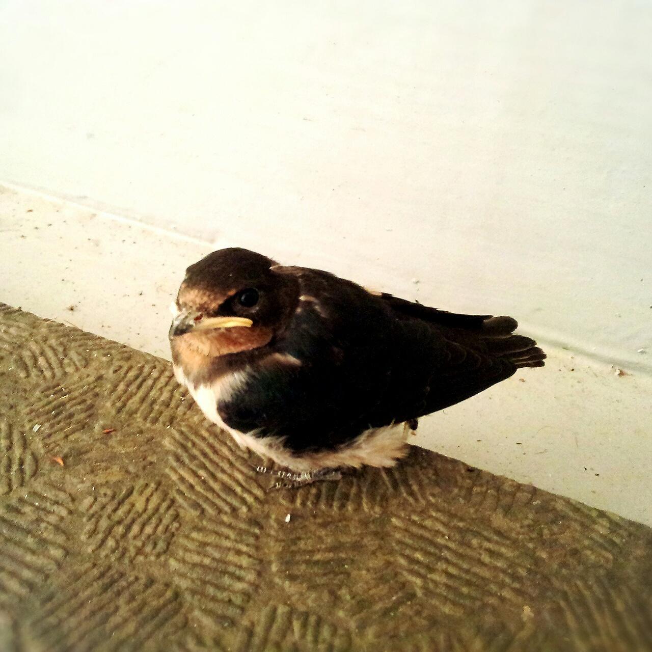 Yuki こっち見てる ツバメの赤ちゃん 昨日の朝に続いて 今朝も落下していました ネットで調べると賛否あるようですが 助けずにはいられません Http T Co R1xi7iggop Twitter