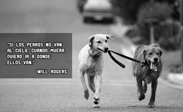 AnimalPlanetPic's tweet photo. Si los perros no van al cielo; cuando muera quiero ir a donde ellos van. http://t.co/NhpgHmL3fR