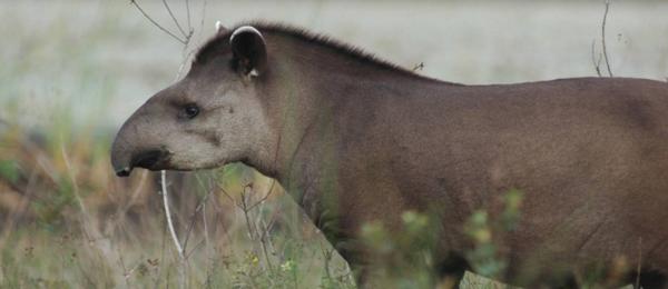 Disappearing animals. Тапир альбинос. Тапир тропического пояса. Вымирающие виды животных. Исчезновение тапира.