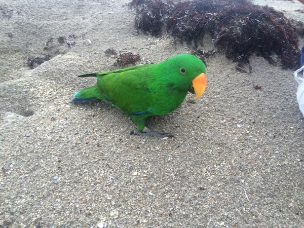 michaellgoodwin's tweet image. @barbgwinn yep we have a parrot now that goes to the beach, surfs dogs and can use an iPad #3dogs #1parrot #5fish