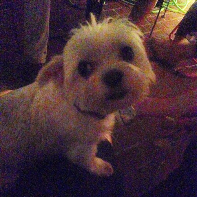 I got trapped in the corner at a party by this guy. #dogsofinstagram http://t.co/35yJCx1Hmf<a href="/tag/dogsofinstagram"class="tags"><span>#dogsofinstagram</span></a>