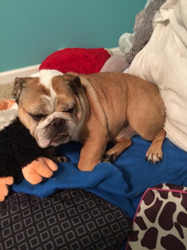 jsully1818's tweet image. Happy to have my big fatty home from the vet safe and sound. She scared us, but she's part cat and has 9 lives #5Left