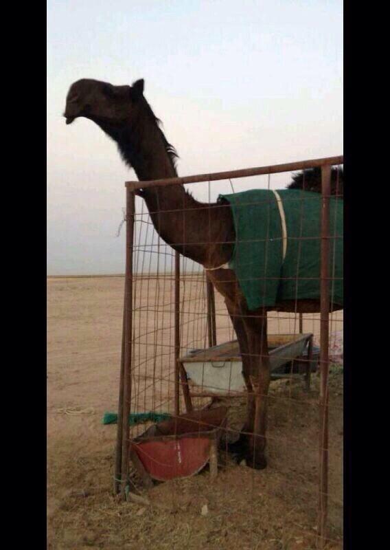 mmm511112's tweet photo. “@mmm511112 : 🌟🌟🌟🌟الخطره🌟🌟🌟🌟

على شويخان http://t.co/hv8altukrx”