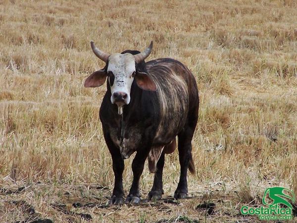 CostaRicaForYou's tweet photo. 25 de julio. Día de la Anexión de #Guanacaste. ¡Uyuyuyy bajura! 
http://t.co/06pWxYJKEh #FF #CostaRica #CRC http://t.co/DStPK1jHN7