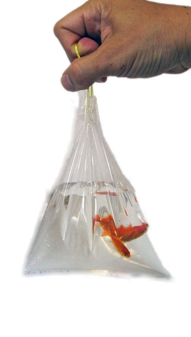 アクアトレンディ בטוויטר 金魚すくいに必須の金魚持ち帰り用袋 販売してま す 小赤 金魚すくい金魚 3匹程度を持ち帰るに最適サイズ 7月30日までサマーせ る開催中 Http T Co Kdxsfs7uni アクアトレンディ בטוויטר 金魚すくいに必須の金魚持ち帰り用袋 販売してま す 小赤 金魚すくい金魚 3匹程度を持ち帰るに最適サイズ 7月30日までサマーせ る開催中 Http T Co Kdxsfs7uni