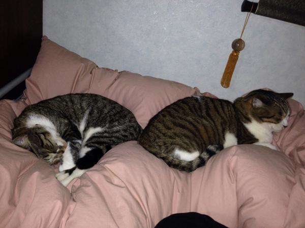 choricat's tweet photo. 仲がいいんだか悪いんだか(笑) http://t.co/nNS5oe4cJ5