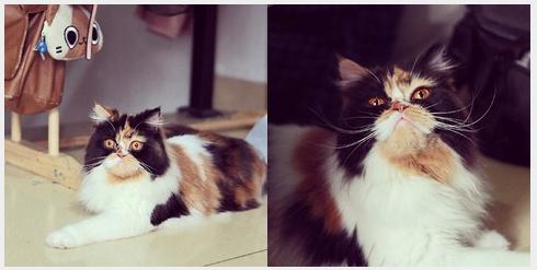 Bosiklan V Twitter Jual Kucing Persia Calico Peaknose Lokasi Bandung Berminat Cp 08996864773 Selengkapnya Http T Co Xgv7dj1wyn Http T Co Lpvfdc8umt