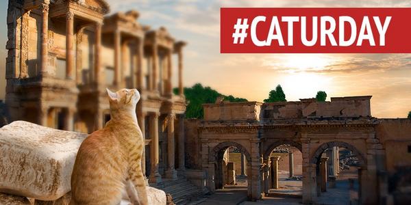 GoTurkiye's tweet image. It’s #Caturday again! We have travelled to #Ephesus to find a cat watching over the #LibraryOfCelsus!
