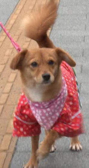 I Love みんなのどうぶつ園 もうすぐ志村どうぶつ園スタートです 今夜は 志村園長とちび は小樽でふれあい散歩 初めて聞くオルゴールの音にちびの反応は Http T Co Tajgfpnpvx I Love みんなのどうぶつ園 もうすぐ志村どうぶつ園スタートです 今夜は 志村園長とちび は小樽でふれあい散歩 初めて聞くオルゴールの音にちびの反応は Http T Co Tajgfpnpvx