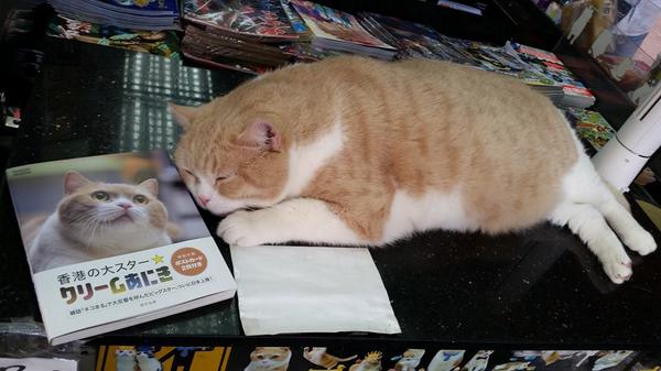 猫びより 1日遅れで 香港のクリームあにきのもとに 香港の大スター クリームあにき が届きました あにきは待ちくたびれて お休み中 クリームあにき クリーム兄貴 尖東忌廉哥 Http T Co Ifup80l6ly