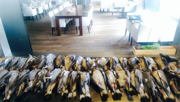 Zojuist mooie houtduiven geleverd van onze jager uit Maasland voor 1e tussengerecht menu Zwoel! #diner #menu #strand