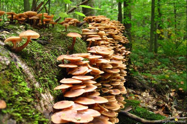 bullyhillhouse's tweet photo. “@NWF: The new life of dead trees: http://t.co/lMS5KzZSkj via @BoingBoing http://t.co/MyYWpapjzN” IN THE WOODS