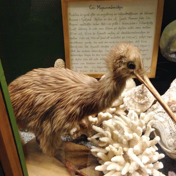 Cilja's tweet image. #kiwi #kiwibird #Frösö #Sweden