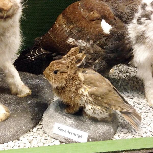 Cilja's tweet image. Baby Rabbit-bird… #skvader #frösö #sweden