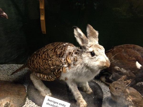 Cilja's tweet image. Rabbit-bird… #skvader #frösö #sweden