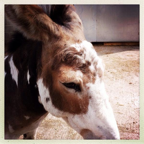 thebramleyowl's tweet photo. Discovered Goodalls of Tong today. Ice cream and farm animals. What more could you want .} http://t.co/6HfsIKAOyc