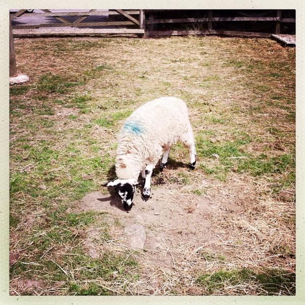 thebramleyowl's tweet photo. Discovered Goodalls of Tong today. Ice cream and farm animals. What more could you want .} http://t.co/6HfsIKAOyc